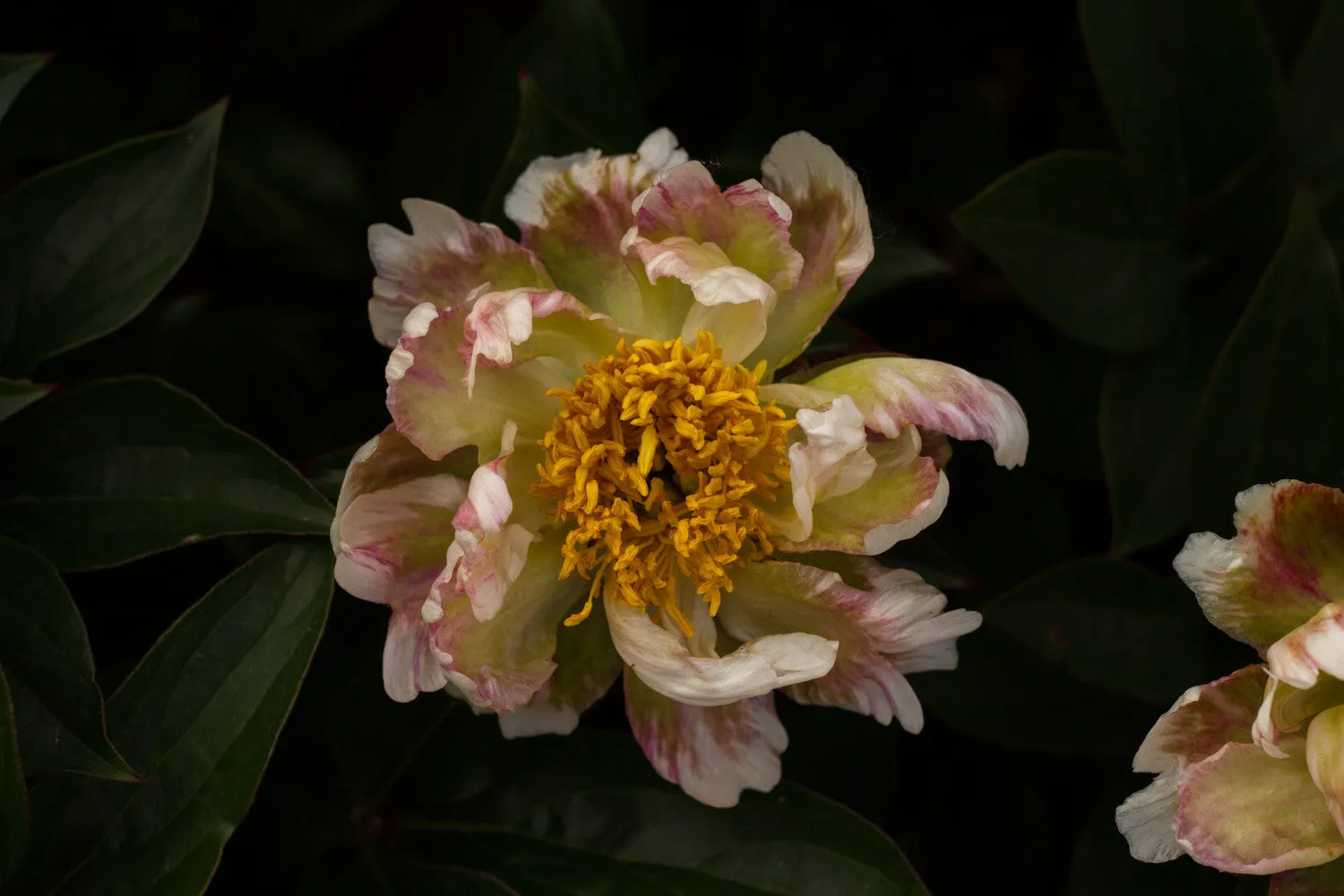 Green Lotus